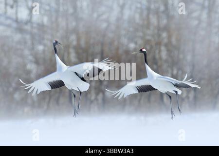 Paire de grues à couronne rouge avec ailes ouvertes, hiver Hokkaido, Japon. Danse enneigée dans la nature. La cour de beaux grands oiseaux blancs dans la neige. Un Banque D'Images