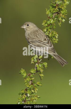 Finch de maison (Haemorhous mexicanus) femelle Banque D'Images