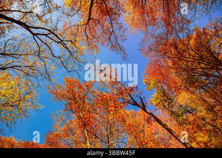 Fond de nature abstraite arbres forestiers d'automne saisonniers et feuilles colorées vues d'en bas, perspective artistique créant le papier peint de la nature scénique Banque D'Images