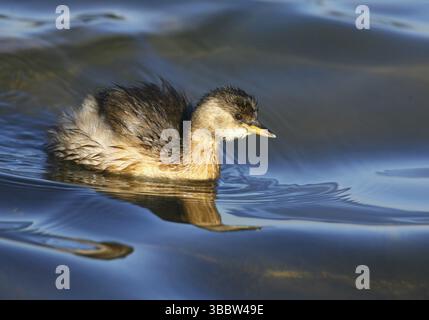 Petit Grebe (Tachybaptus ruficollis), Castro Marim, Portugal, Europe Banque D'Images