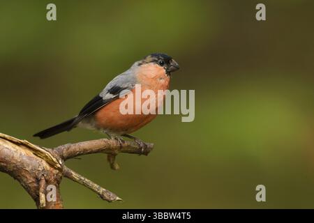 Eurasian Bullfinch (Pyrrhula pyrrhula) juvénile mâle, Utrecht, pays-Bas Banque D'Images