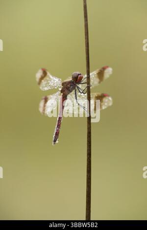 Bandheidelibel ; dard à bandes ; Sympetrum pedemontanum Banque D'Images