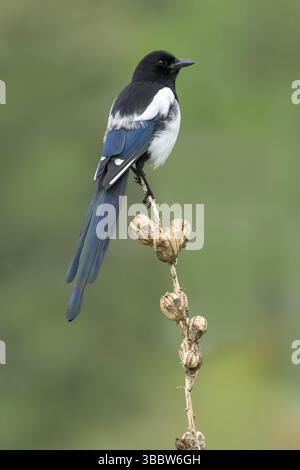 Magpie à bec noir (Pica hudsonia) perchée sur une branche, Colorado, USA, Amérique du Nord Banque D'Images