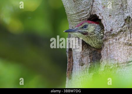 Gruenspecht, pic vert, pic vert eurasien, Picus viridis, pic vert, PITO Real Banque D'Images