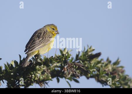 Prairie jaune (Sicalis luteola), Pichincha, Équateur, Amérique du Sud Banque D'Images