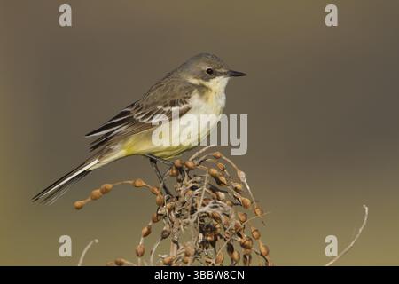 Wagtail à tête noire - Maskenschafstelze - Motacilla flava ssp. Feldegg, femme adulte, Kazakhstan, Asie Banque D'Images