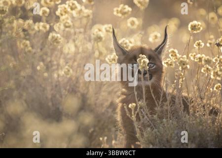 Caracal (Caracal Caracal) portrait de petit dans la prairie avec des fleurs, Castille-la Manche, Espagne, Europe Banque D'Images