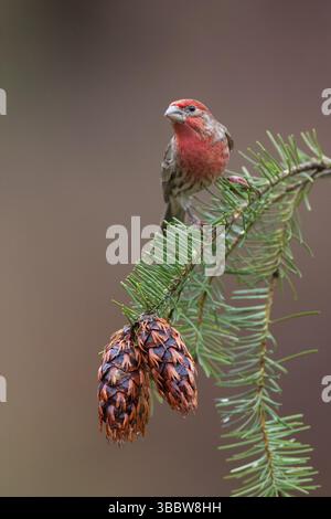 Finch domestique (Haemorhous mexicanus) mâle, Colombie-Britannique, Canada, Amérique du Nord Banque D'Images
