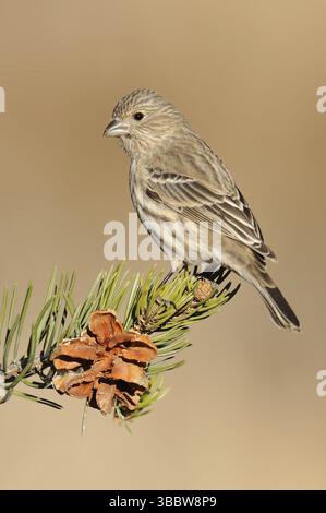 Finch (Haemorhous mexicanus) femelle, Arizona, USA, Amérique du Nord Banque D'Images