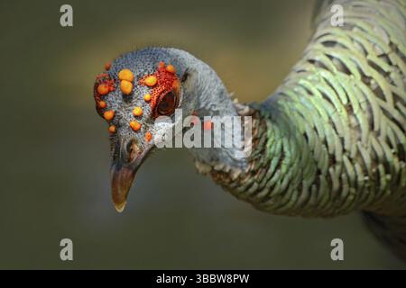 dinde ocellée, Meleagris ocellata, oiseau bizar rare, Parc national de Tikal, Gutemala. dinde sauvage, forêt de ruines en Amérique du Sud. Scène de la faune de Banque D'Images