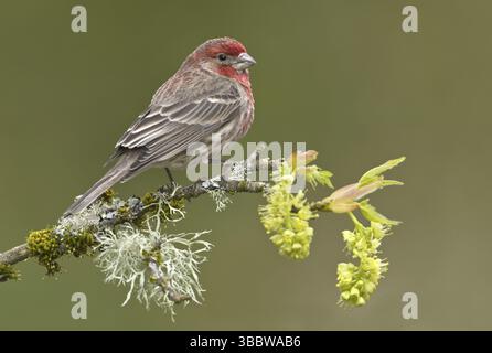 Finch domestique (Haemorhous mexicanus) mâle, Colombie-Britannique, Canada, Amérique du Nord Banque D'Images