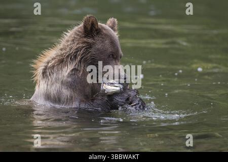 Le grizzli (Ursus arctos horribilis) chassant le saumon du Pacifique, Colombie-Britannique, Canada, Amérique du Nord Banque D'Images
