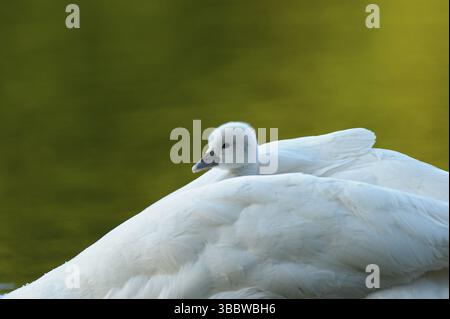 Hoeckerschwan (Cygnus olor), Mute Swan, Jungvogel waermt sich im Gefieder des Elterntieres, mai, Oberhausen, Nordrhein-Westfalen, Deutschland Banque D'Images