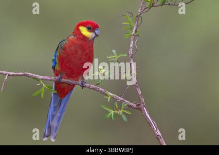 Rosella occidentale (Platycercus icterotis) mâle, Perth - Australie occidentale, Australie, Océanie Banque D'Images