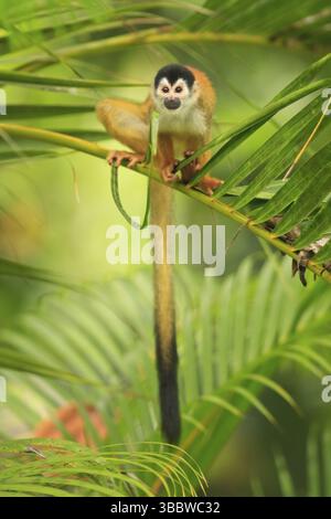 Originaire uniquement du Costa Rica et du Panama, le singe écureuil d'Amérique centrale couronné noir (Saimiri oerstedii ssp. oerstedii) est classé comme endangère Banque D'Images
