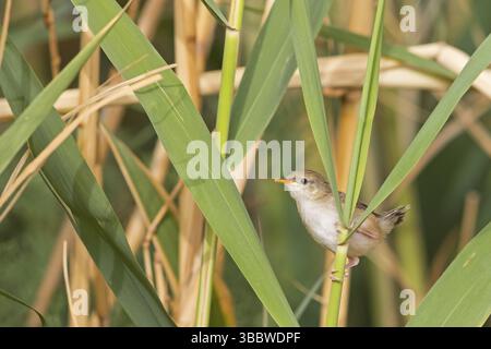 Streifenprinie, Paruline gracieuse, Prinia gracieuse, Prinia gracilis, Prinia gracile, Alzacola Gracil Banque D'Images