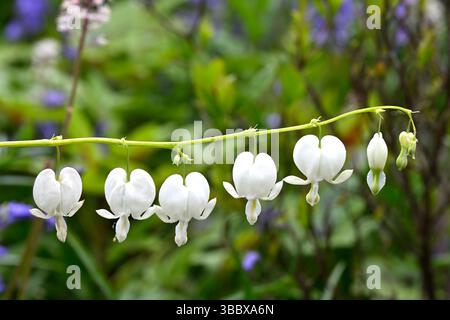 Fleurs printanières pendantes de coeur blanc saignant, Lamprocapnos spectabilis 'Alba' ou dicentra poussant avec des bluebells UK jardin mai Banque D'Images