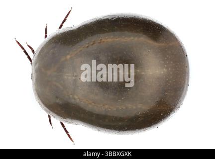 Tique engorgée (pleine de sang) sur fond blanc. Cause d'une méningite de la maladie de Lyme (borréliose) et d'autres maladies dangereuses. Côté dorsal. Banque D'Images