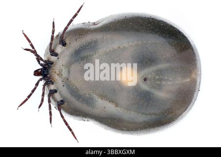 Tique engorgée (pleine de sang) sur fond blanc. Cause d'une méningite de la maladie de Lyme (borréliose) et d'autres maladies dangereuses. Côté ventral. Banque D'Images