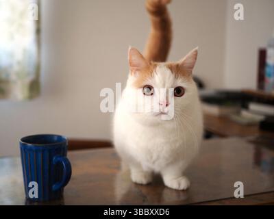 Chat Munchkin mignon sur une table à côté d'une tasse bleue dans un intérieur confortable Banque D'Images