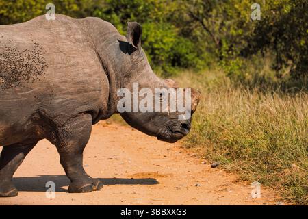 Rhinocéros blanc Banque D'Images