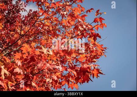 Un érable doré au Mémorial canadien en automne contre un ciel bleu vif, Banque D'Images