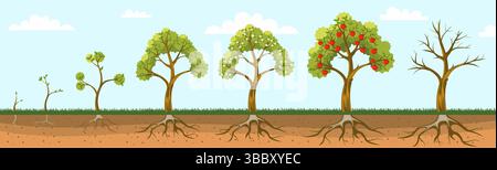 Le pommier pousse. Plante fruitière poussant à partir de graines, cycle de vie des pommiers avec racines feuilles, germe, semis, arbre de fleur et stades de fruits. Vecteur Illustration de Vecteur