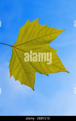 Feuille d'hybride de sycomore oriental et de sycomore américain semaine avant de tomber sur fond de ciel d'automne Banque D'Images