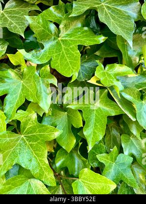 Gros plan de feuilles de lierre vertes luxuriantes avec une texture détaillée, parfait comme fond naturel ou élément décoratif. Banque D'Images