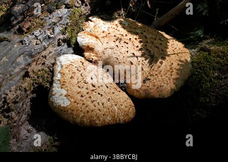 Polyporus squamosus, selle de Dryad. Les sycamores, les saules, les peupliers et les noyers sont tous couramment attaqués par ce champignon impressionnant. Banque D'Images