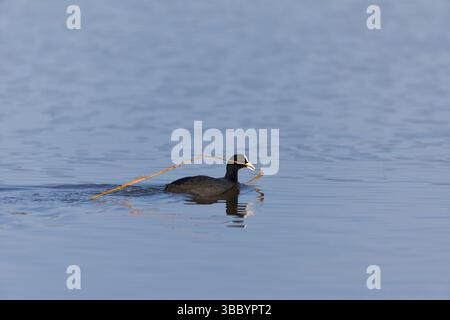 Eurasian Coot Fulica atra, adulte nageant avec du matériel de nid dans le bec, Suffolk, Angleterre, mai Banque D'Images