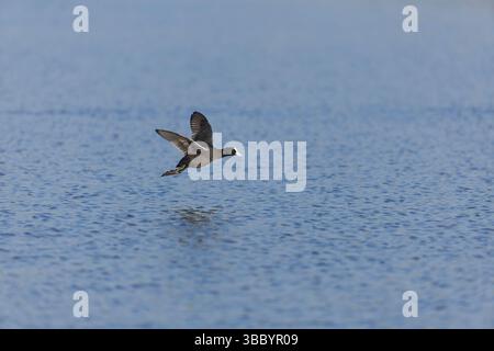 Eurasian Coot Fulica atra, vol adulte, Suffolk, Angleterre, mai Banque D'Images