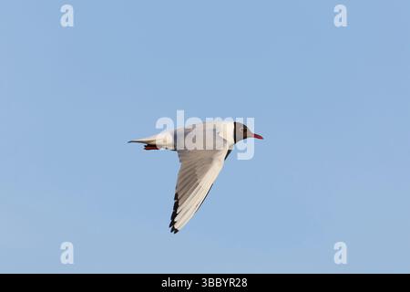 Goéland à tête noire Chroicocephalus ridibundus, vol adulte de plumage d'été, réserve naturelle de Minsmere RSPB, Suffolk, Angleterre, mai Banque D'Images