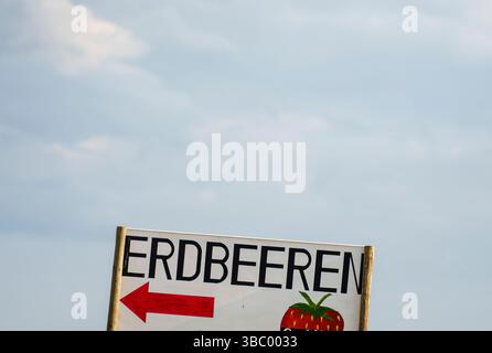 17 mai 2025, Hesse, Büttelborn : un panneau indique le chemin vers la ferme de fraises. La saison pour cueillir vos propres fraises a commencé. Il existe des différences régionales, selon la météo et l'emplacement. Photo : Andreas Arnold/dpa Banque D'Images