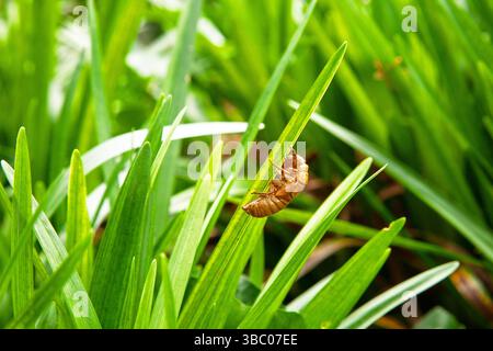 En juin 2021 à Princeton, coquille de couvain X cigales apparaissant tous les 17 ans sur l'herbe. Révéler le cycle de vie des cigales Banque D'Images