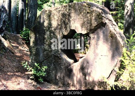 CA, USA, approx. 1992. Grande coupe transversale du tronc d'arbre d'un giganteum Sequoiadendron dans le parc national Sequoia. Banque D'Images