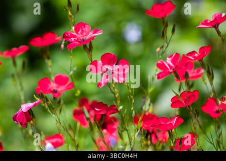 Linum grandiflorum .communément connu sous le nom de lin rouge lin rouge lin écarlate lin ou lin cramoisi. Fleurs sauvages du sud de la Californie . fleur rouge Banque D'Images