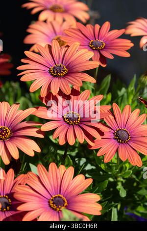 Dimorphotheca ecklonis, également connu sous le nom de Cap marguerite et marguerite africaine. Floraison dans un jardin californien Banque D'Images