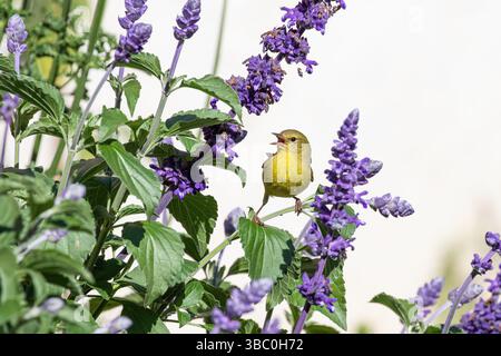 Jeune paruline orangée couronnée Leiothlypis celata, perchée sur Salvia Farinacea pourpre dans un jardin californien attendant d'être nourrie Banque D'Images