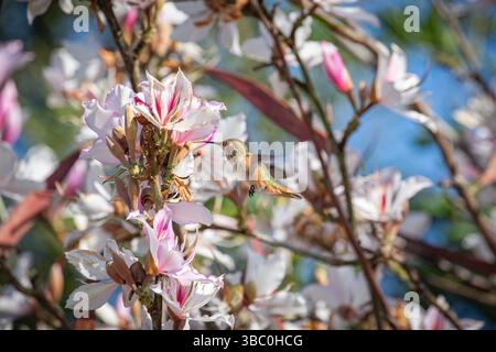 Allens Hummingbird se nourrissant dans l'arbre Bauhinia variegata un jour de printemps dans le sud de la Californie, États-Unis Banque D'Images