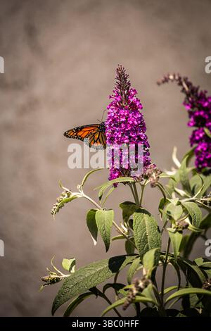 Papillon monarque (Danaus plexippus) sur un buisson à papillons Buddleia davidii à Irvine, Californie du Sud ; États-Unis Banque D'Images