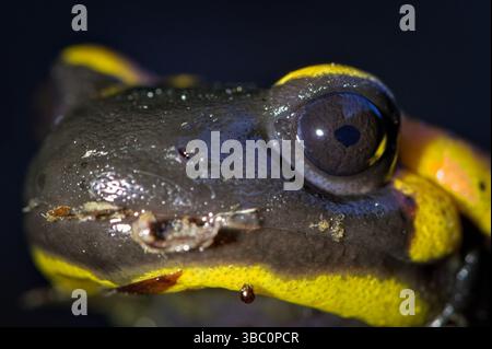 Amphibien Salamandra salamandra aka salamandre de feu gros plan détail de l'oeil dans la nuit profonde. Banque D'Images