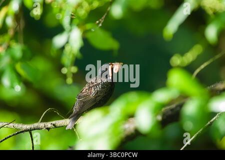 Sturnus vulgaris aka européen étourson avec des vers dans le bec. Nourrir les bébés. Oiseau commun en république tchèque. Banque D'Images