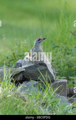 Oiseau Picus canus alias pic-bois à tête grise perché sur le sol. Banque D'Images