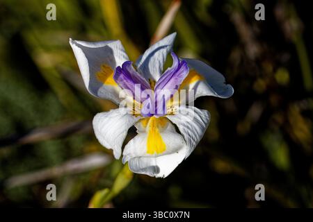 Dietes grandiflora, communément appelé lis de quinzaine, grand iris sauvage, iris africain ou iris féérique, est une plante vivace rhizomateuse de la famille de l'Iris. Banque D'Images
