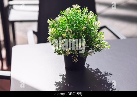 Petite plante en pot avec des feuilles vertes luxuriantes et de minuscules fleurs blanches se trouve sur une table élégante et sombre dans un cadre extérieur moderne. Plante projette une ombre délicate Banque D'Images