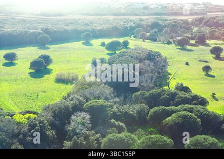 Paysage vert s'étend à travers la vallée avec des arbres dispersés et des arbustes denses, projetant de longues ombres sous la lumière du soleil. Vue aérienne du parc Banque D'Images