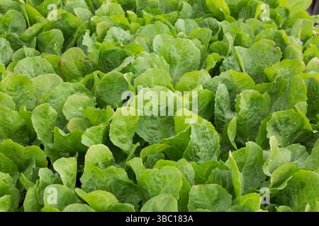 Gros plan de Cichorium endivia - endive à larges feuilles au printemps. Banque D'Images