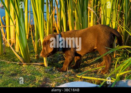 Chiots Labrador en chocolat jouant au lac Banque D'Images
