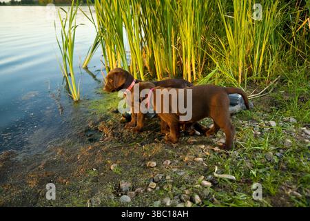 Chiots Labrador en chocolat jouant au lac Banque D'Images